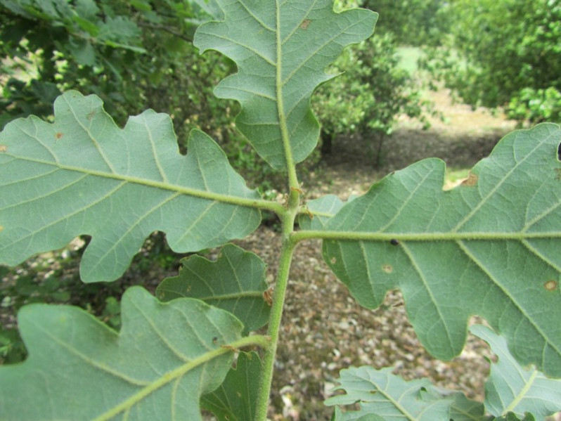 Quercus pubescens Willd., 1805