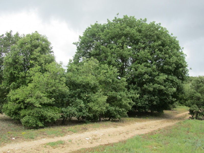 Quercus pubescens Willd., 1805