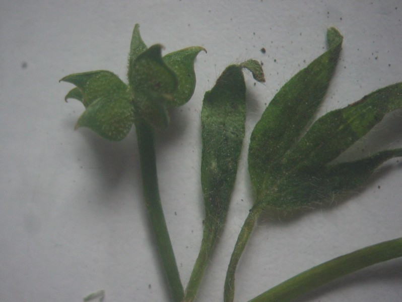 Ranunculus parviflorus L., 1758