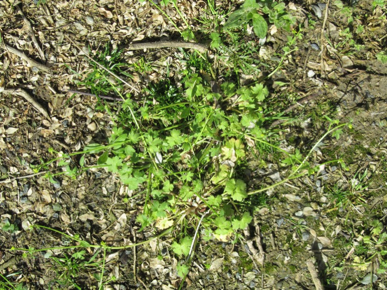 Ranunculus parviflorus L., 1758