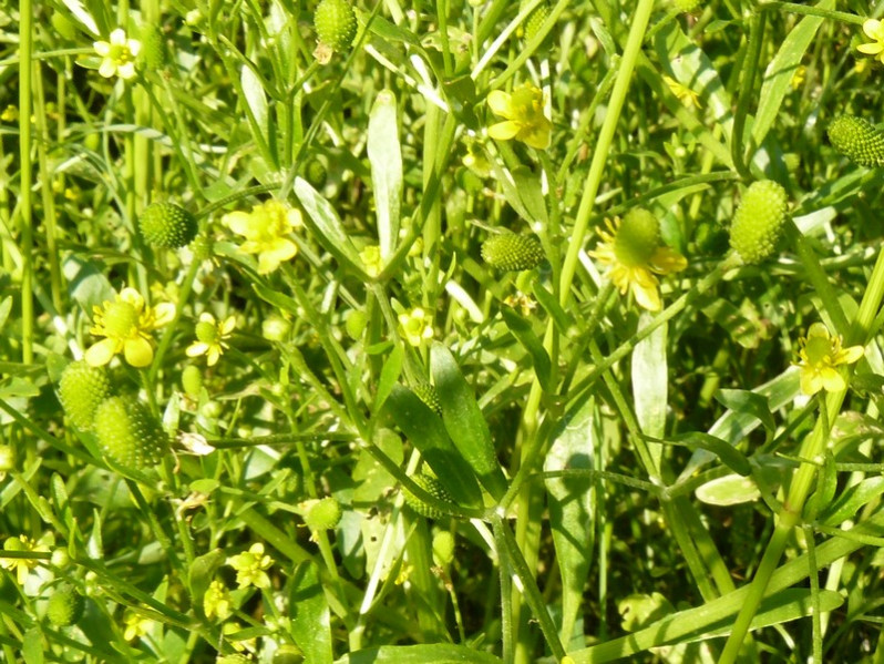 Ranunculus sceleratus subsp. sceleratus L., 1753