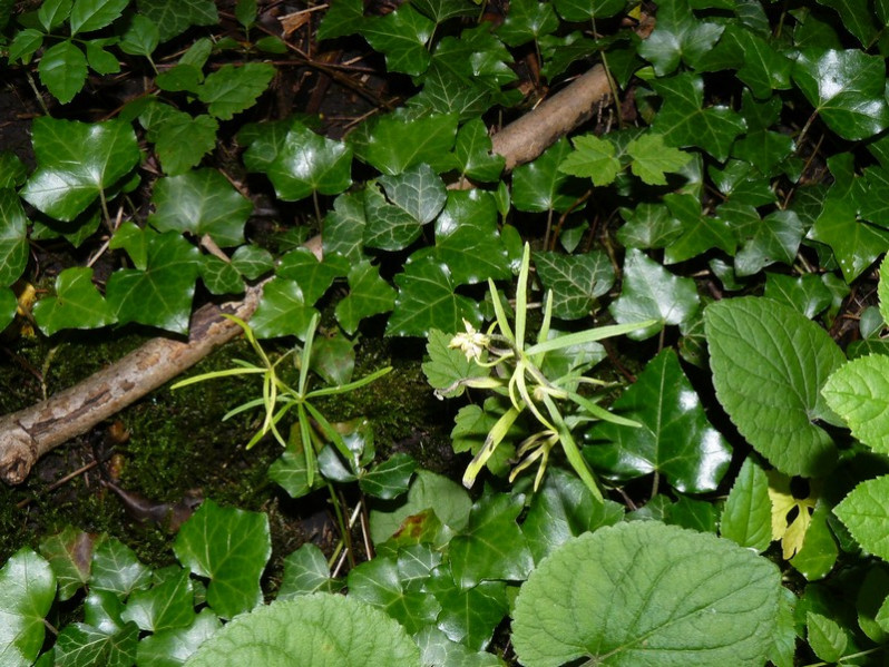 Ranunculus sceleratus subsp. sceleratus L., 1753