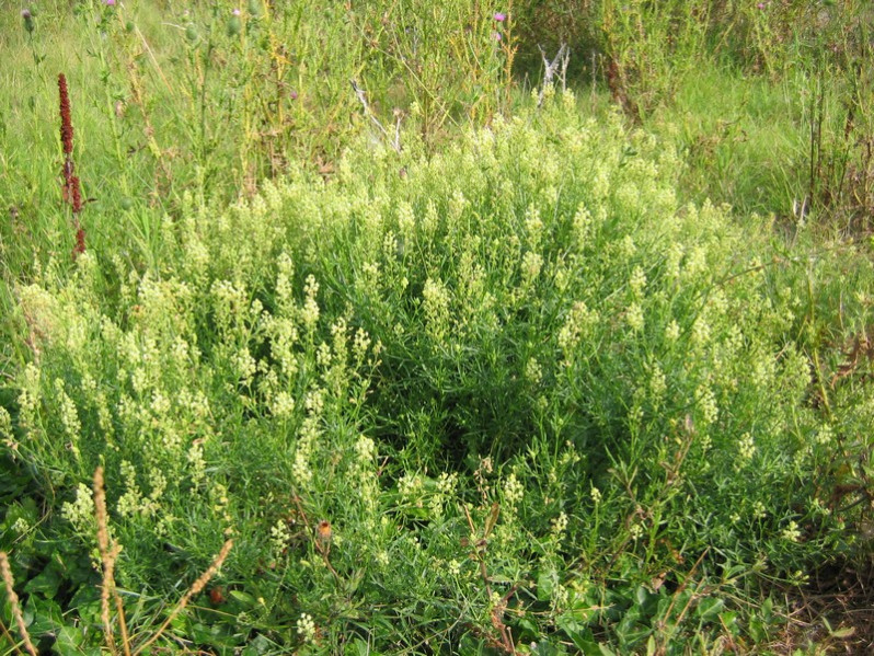 Reseda lutea L., 1753