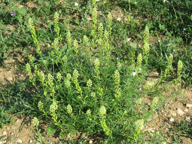 Reseda lutea L., 1753