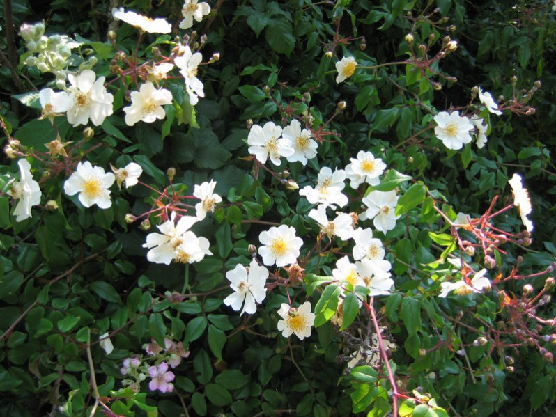 Rosa sempervirens L., 1753