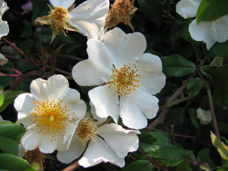Rosa sempervirens L., 1753