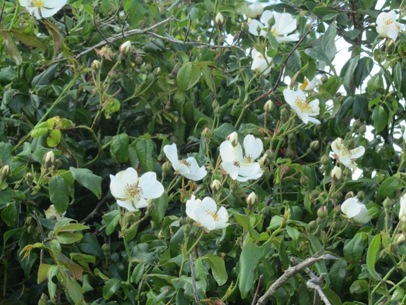 Rosa sempervirens L., 1753