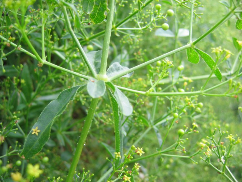 Rubia tinctorum L., 1753