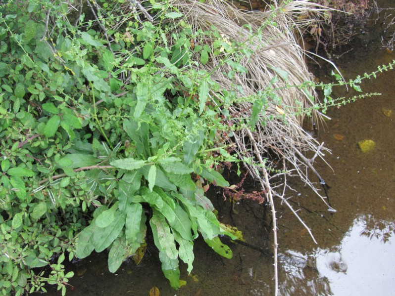 Rumex conglomeratus Murray, 1770