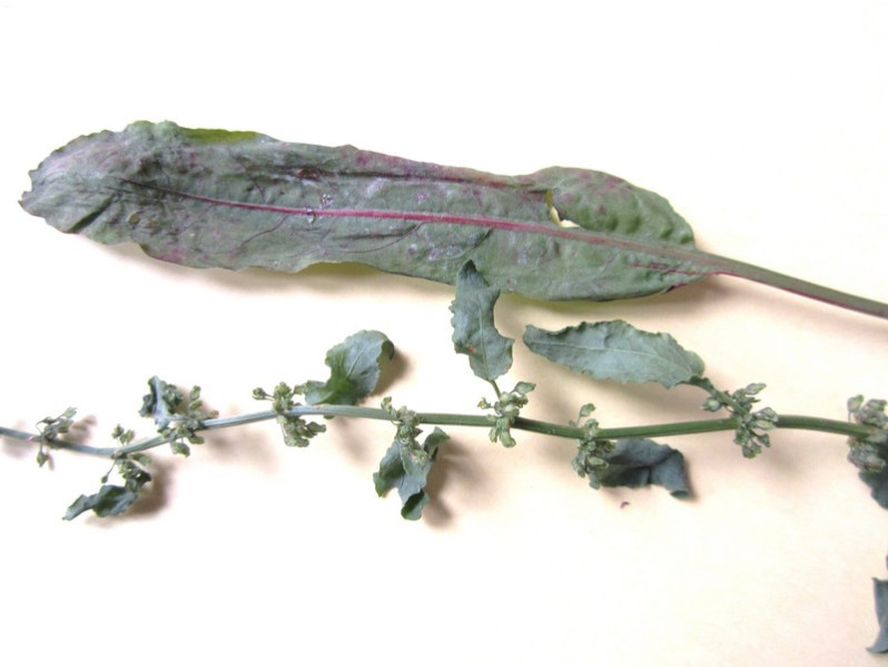 Rumex conglomeratus Murray, 1770