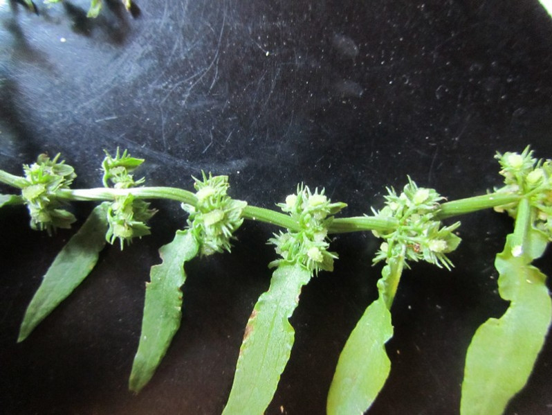Rumex pulcher subsp. pulcher L., 1753