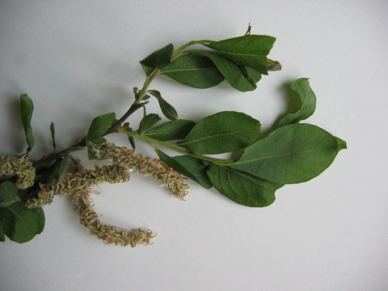 Salix atrocinerea Brot., 1804