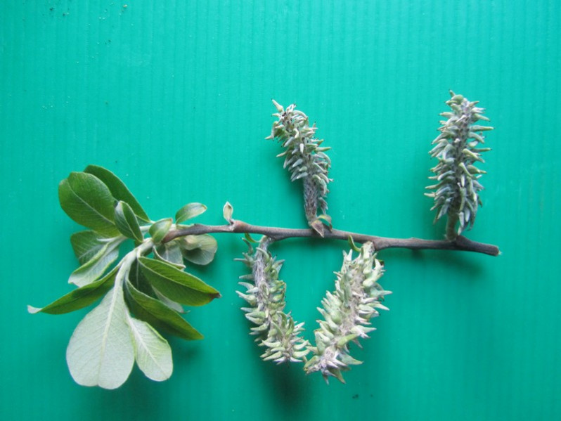 Salix atrocinerea Brot., 1804