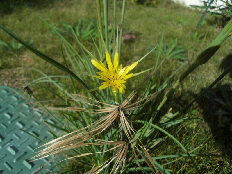 Tragopogon dubius Scop., 1772