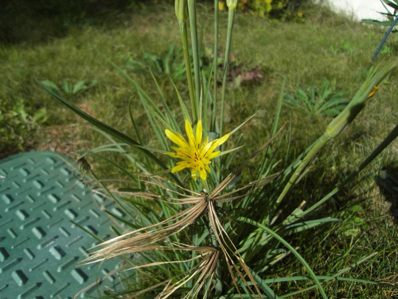 Tragopogon dubius Scop., 1772