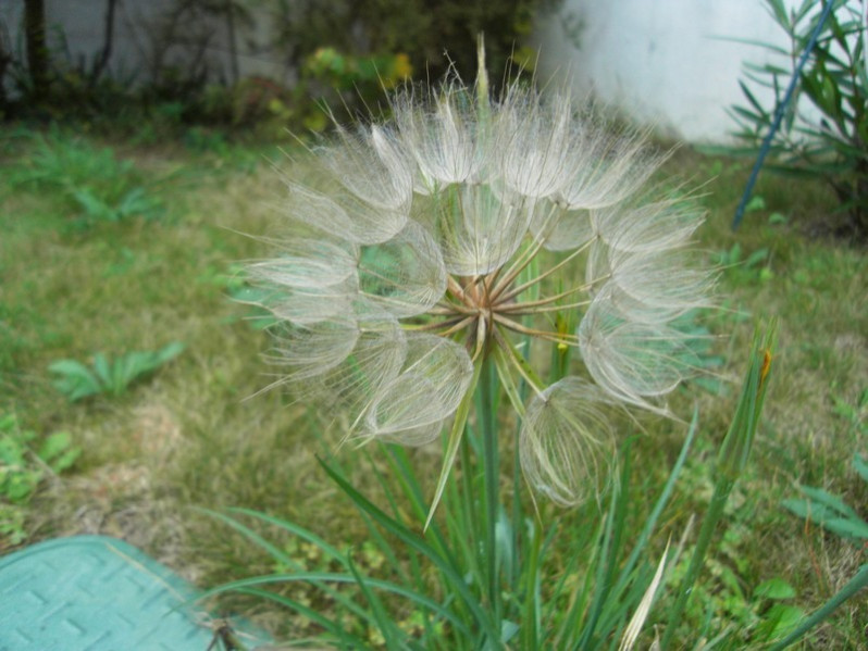 Tragopogon dubius Scop., 1772