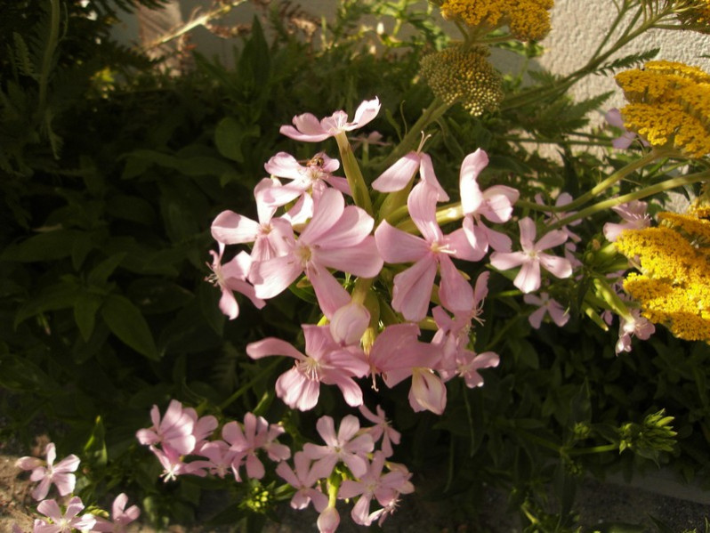 Saponaria officinalis L., 1753