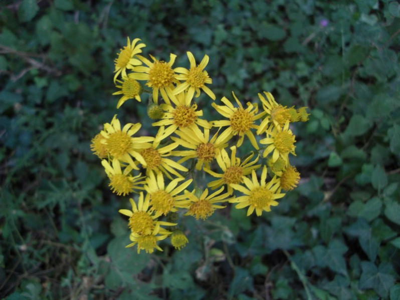 Jacobaea vulgaris Gaertn., 1791