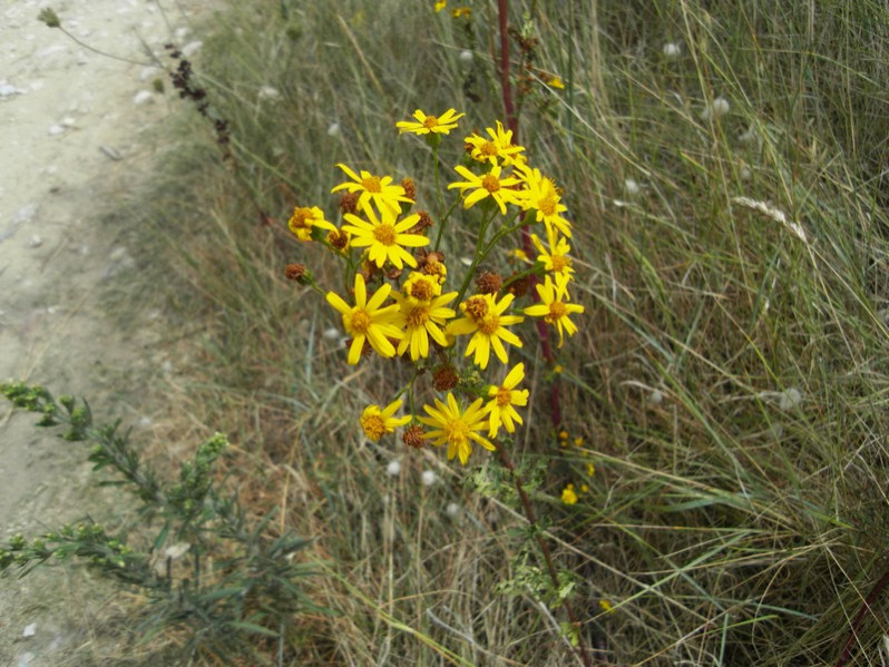 Jacobaea vulgaris Gaertn., 1791
