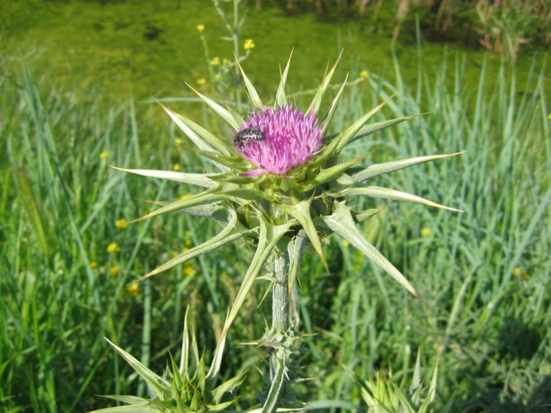 Silybum marianum (L.) Gaertn., 1791