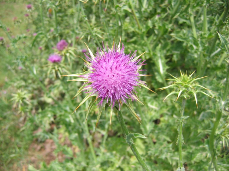 Silybum marianum (L.) Gaertn., 1791