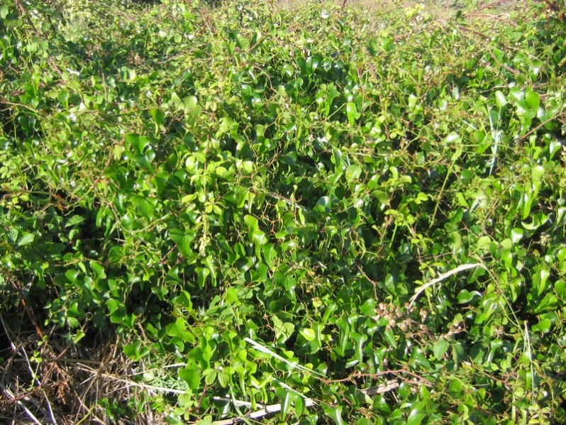 Smilax aspera L., 1753