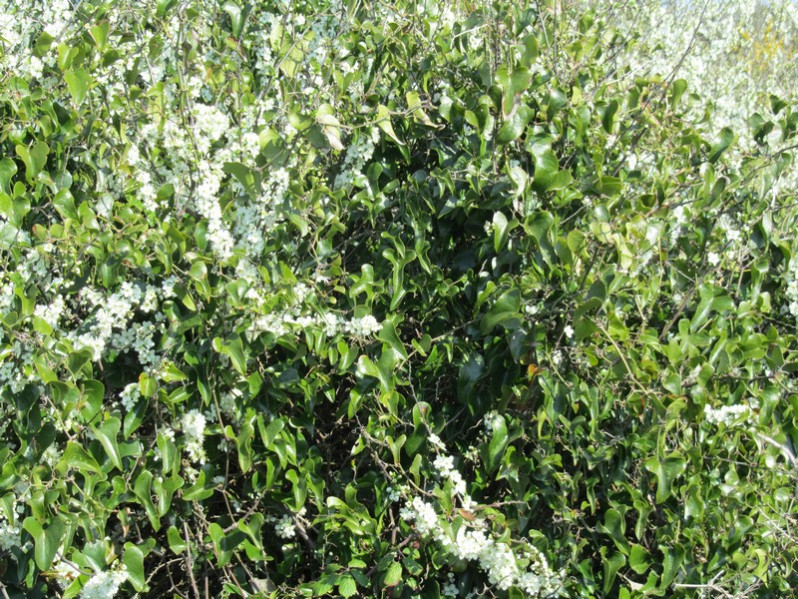 Smilax aspera L., 1753
