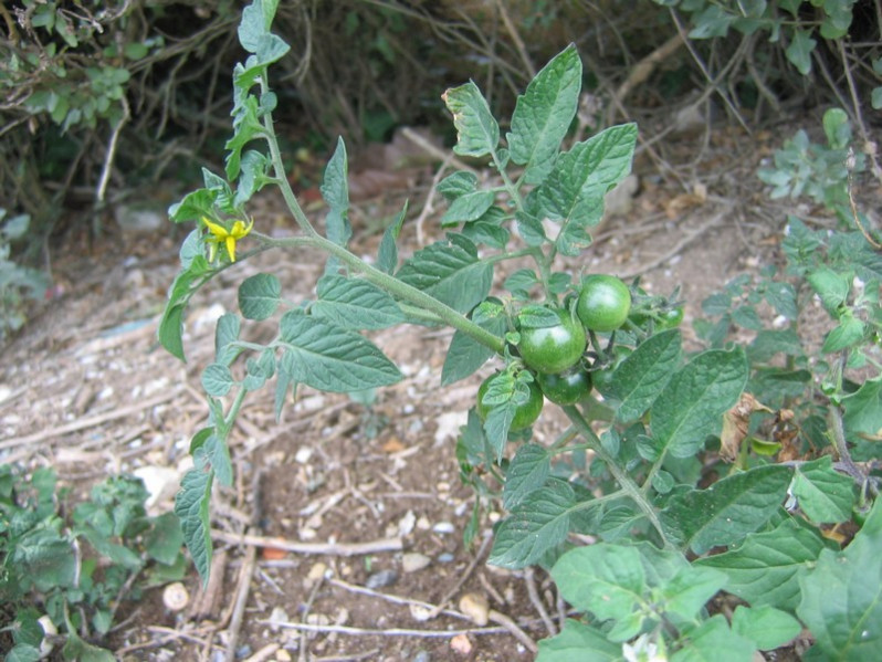 Solanum lycopersicum L., 1753