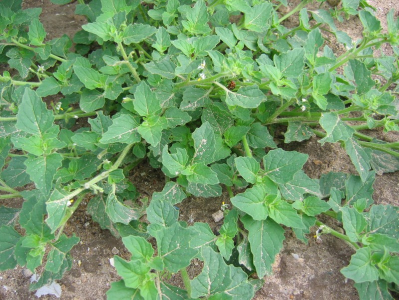 Solanum sarrachoides Sendtn., 1846