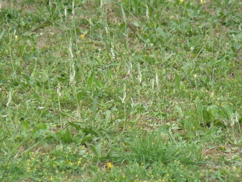 Spiranthes spiralis (L.) Chevall., 1827