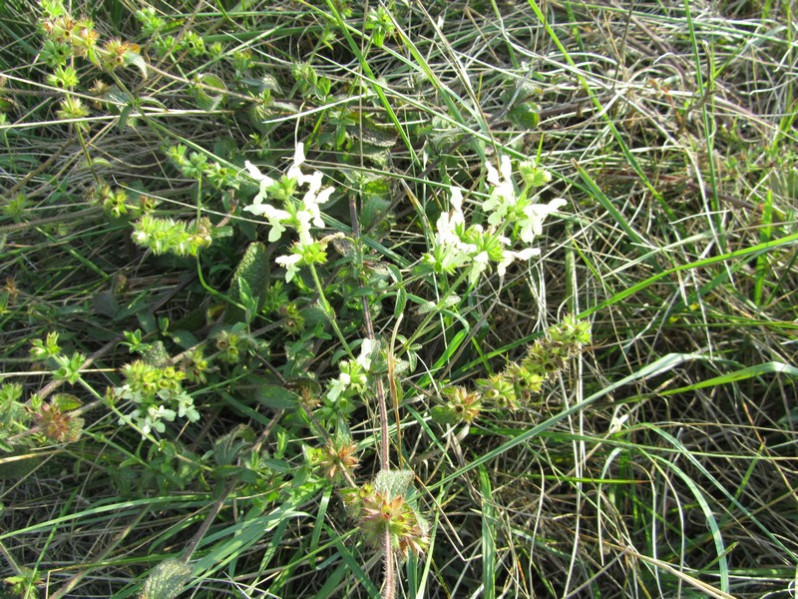 Stachys recta L., 1767 subsp. recta