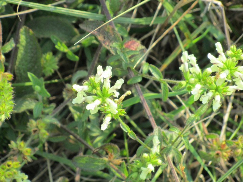 Stachys recta L., 1767 subsp. recta