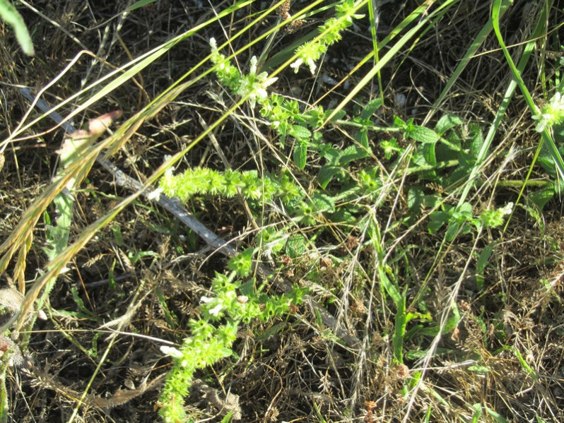 Stachys recta L., 1767 subsp. recta