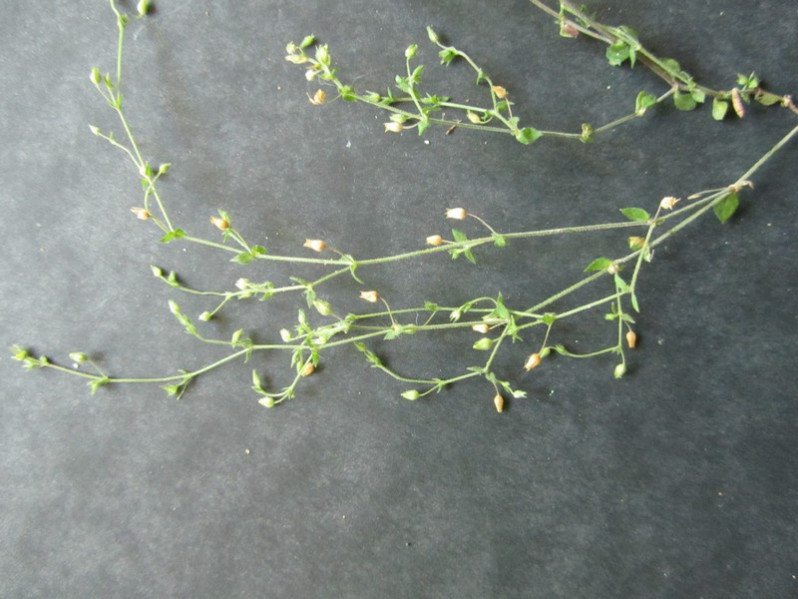 Stellaria pallida (Dumort.) Piré, 1863