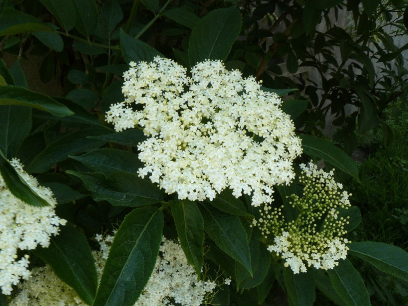 Sambucus nigra L., 1753