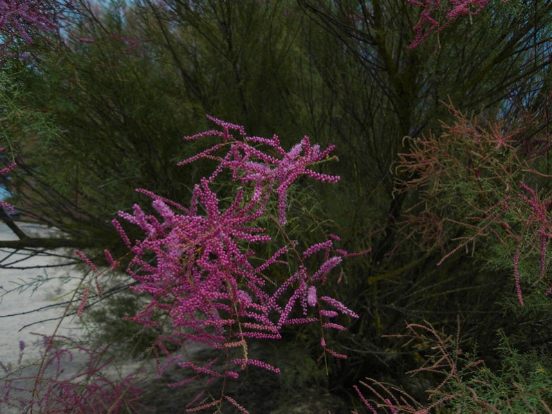 Tamarix gallica L., 1753