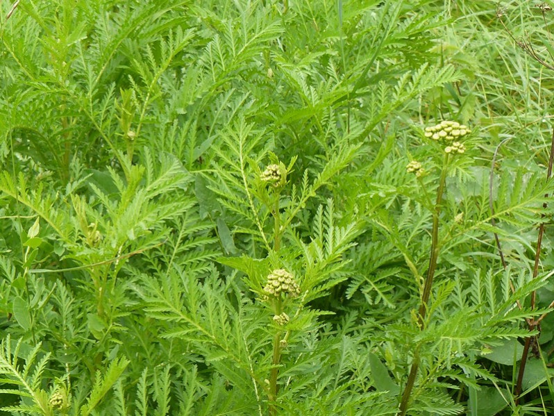 Tanacetum vulgare L., 1753