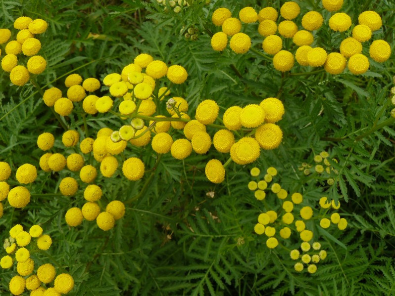 Tanacetum vulgare L., 1753