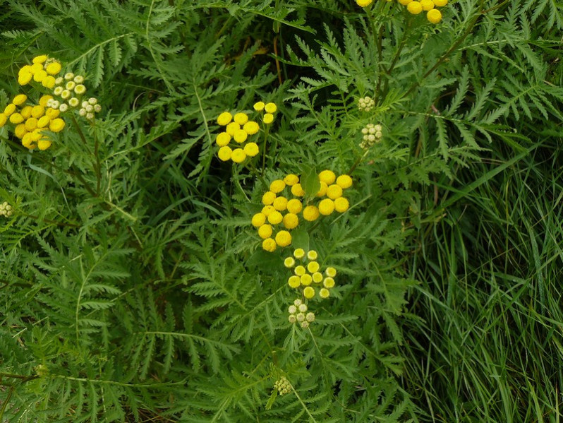 Tanacetum vulgare L., 1753