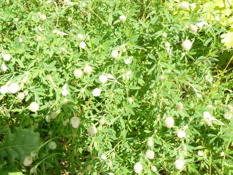 Trifolium arvense L., 1753
