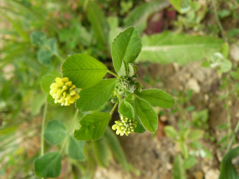 Trifolium campestre Schreb., 1804