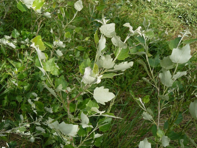 Populus tremula L., 1753
