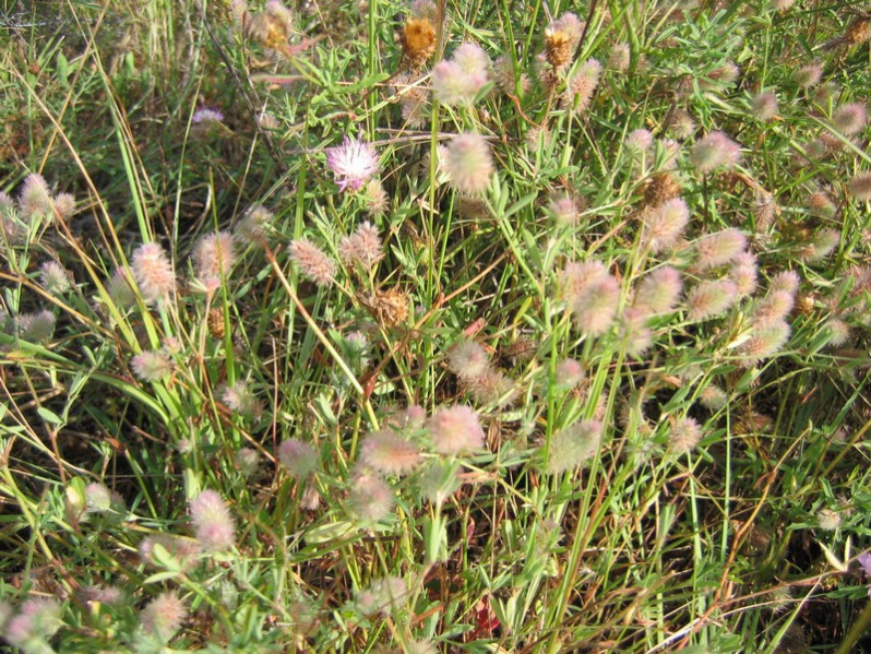 Trifolium arvense L., 1753