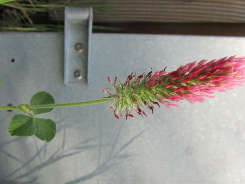 Trifolium incarnatum L., 1753