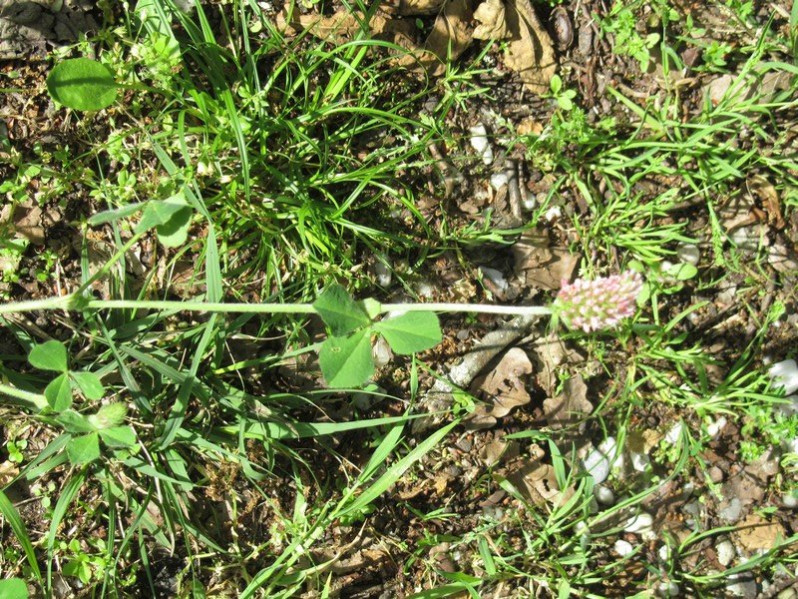 Trifolium incarnatum L., 1753