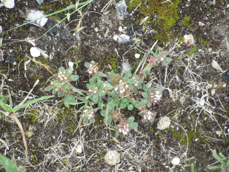 Trifolium scabrum L., 1753