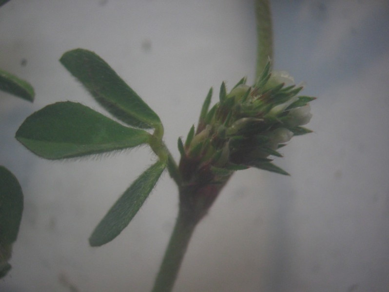 Trifolium striatum L., 1753