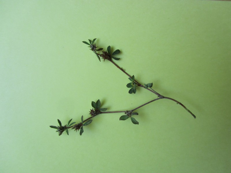 Trifolium striatum L., 1753