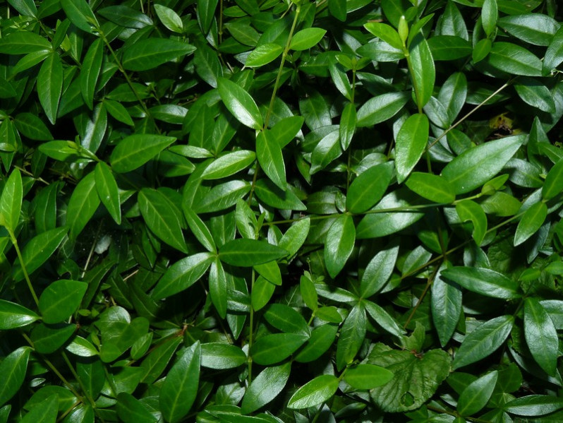 Ligustrum vulgare L., 1753