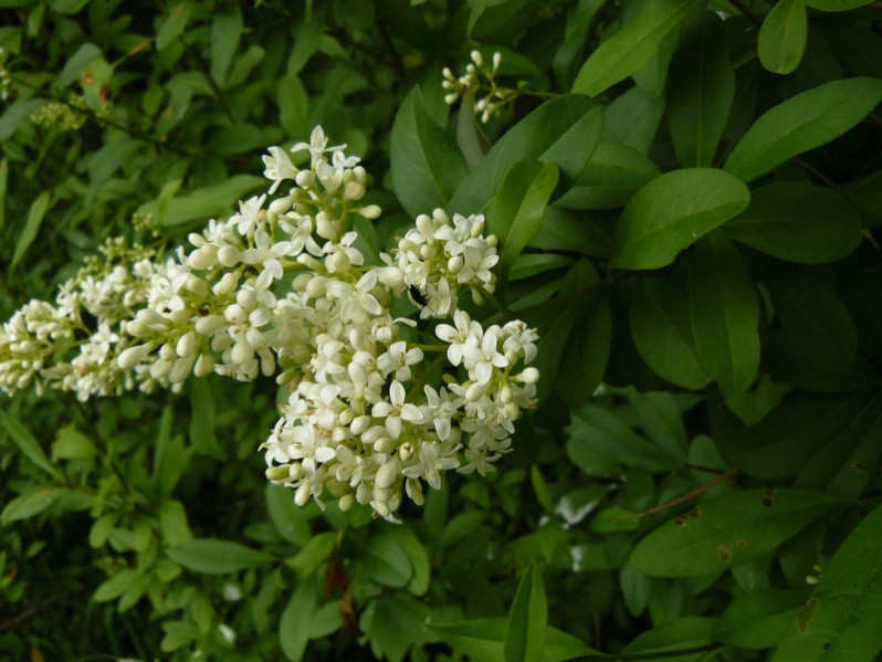Ligustrum vulgare L., 1753